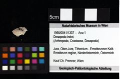 Foto (Objket + Etiketten) von Decapoda indet. 